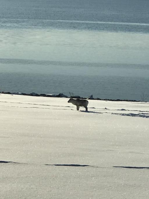 Trivelig Fritidshus Pa Arnes, Senja Straumstad Exterior foto